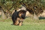 BERGER ALLEMAND 830